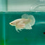 Plakat Dumbo White Male Betta Ma18