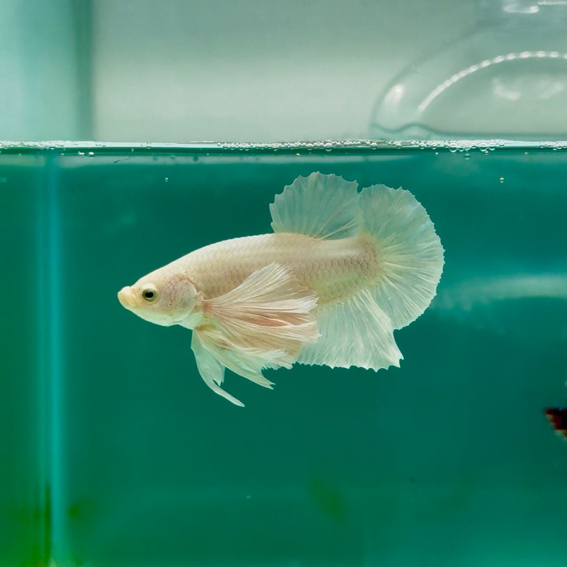 Plakat Dumbo White Male Betta Ma18