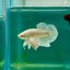 Plakat Dumbo White Male Betta Ma18