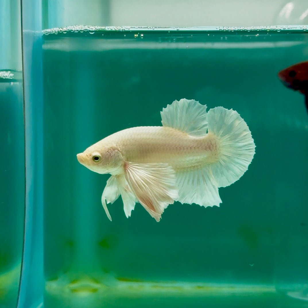 Plakat Dumbo White Male Betta Ma18