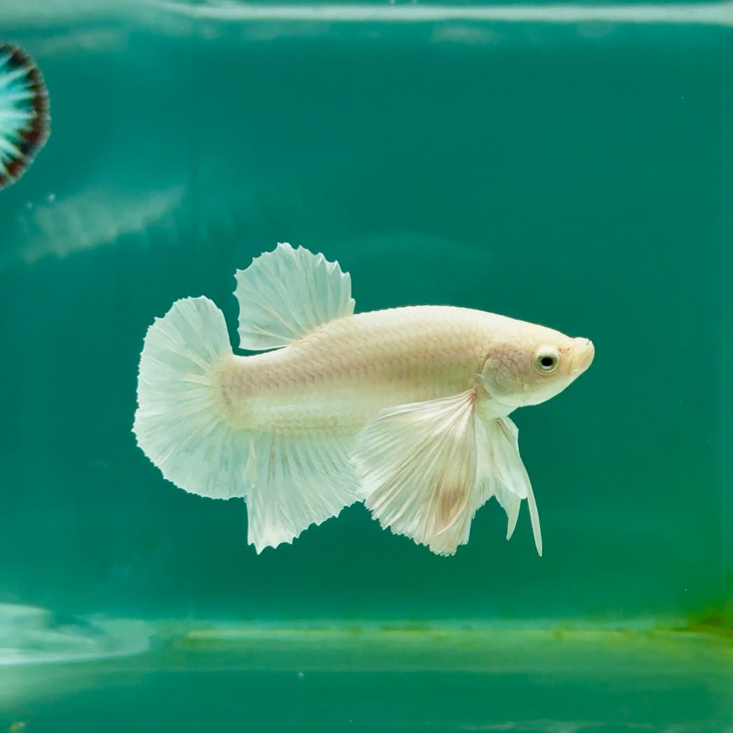 Plakat Dumbo White Male Betta Ma18