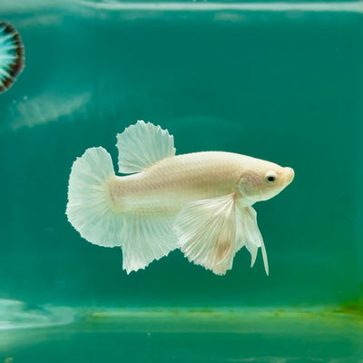 Plakat Dumbo White Male Betta Ma18