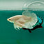 Plakat Dumbo White Male Betta Ma18
