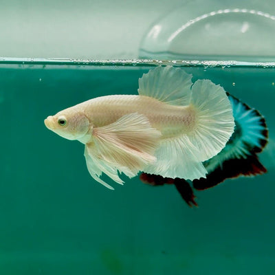 Plakat Dumbo White Male Betta Ma18
