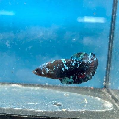 Plakat Female Betta Avarta Stardust 102