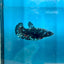 Plakat Female Betta Avarta Stardust 102