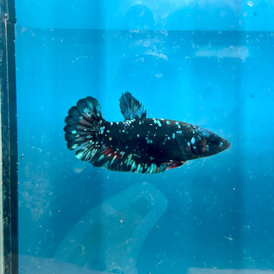 Plakat Female Betta Avarta Stardust 102