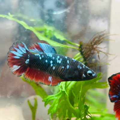 Plakat Female Betta Black Blue Avarta 096