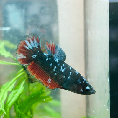 Plakat Female Betta Black Blue Avarta 096