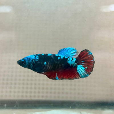 Plakat Female Betta Black Blue Avarta 79
