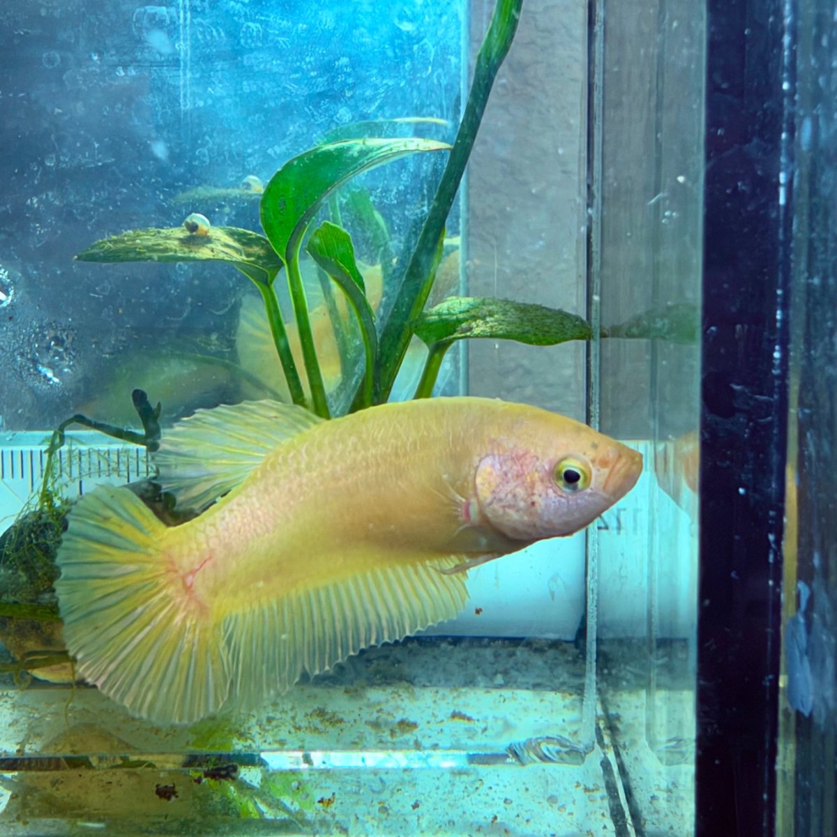 Betta hembra pastel dorado Plakat #Au42