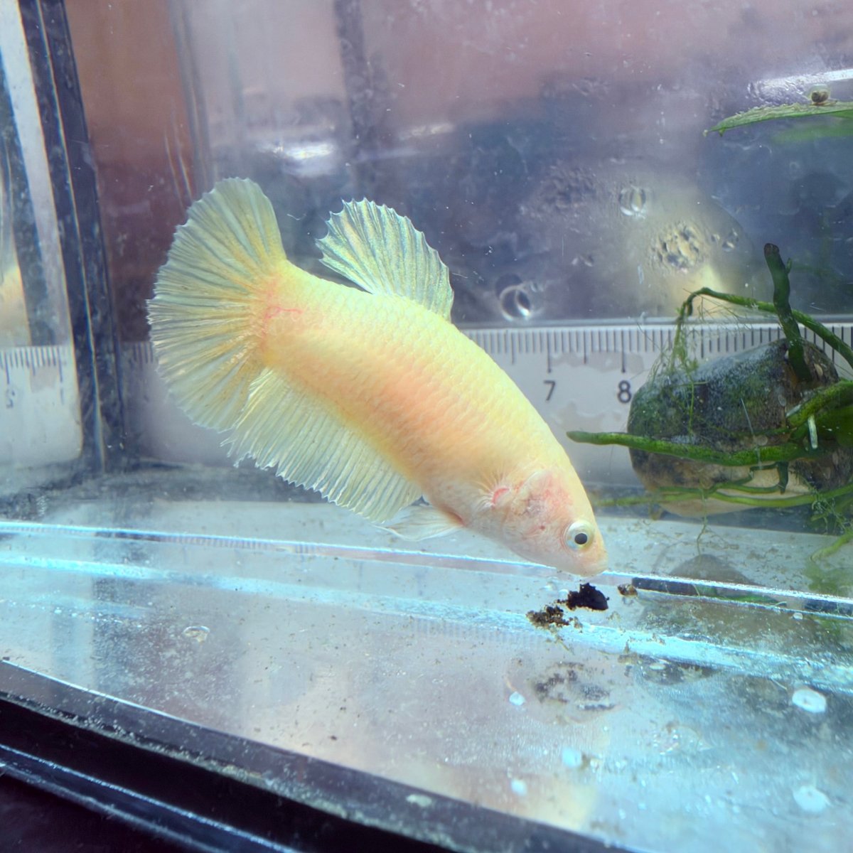 Betta hembra pastel dorado Plakat #Au42