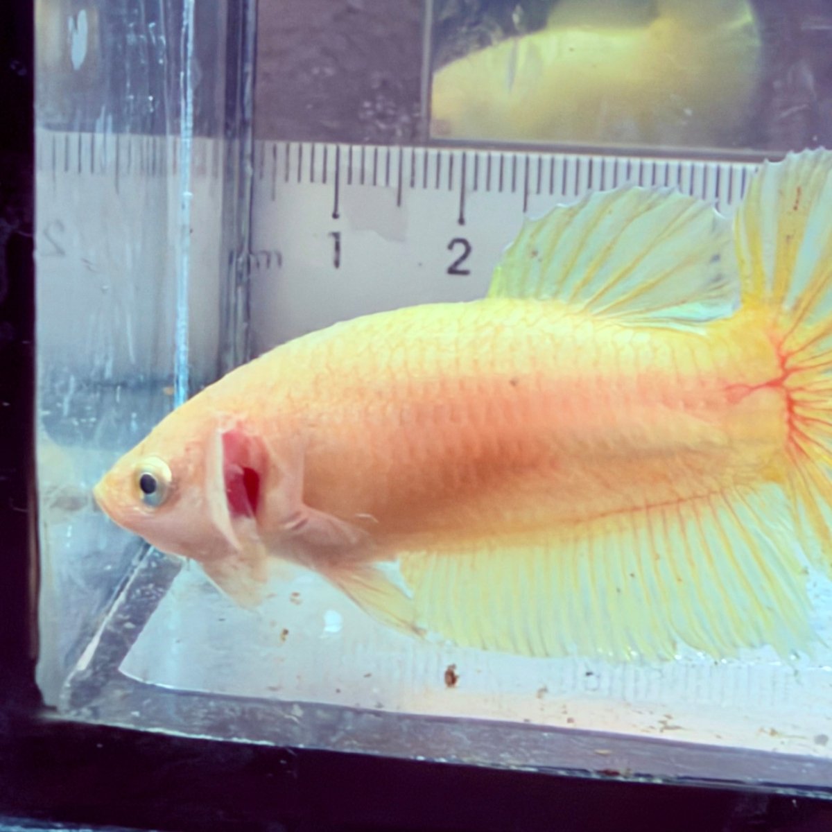 Betta hembra pastel dorado Plakat #Au42
