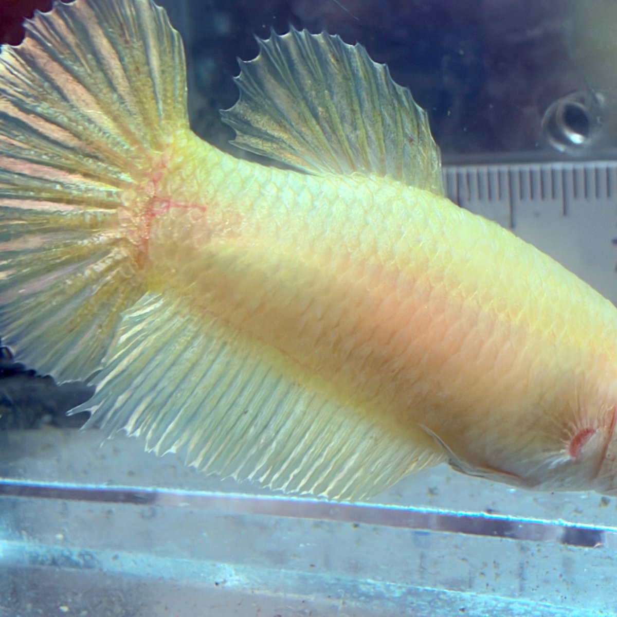 Betta hembra pastel dorado Plakat #Au42