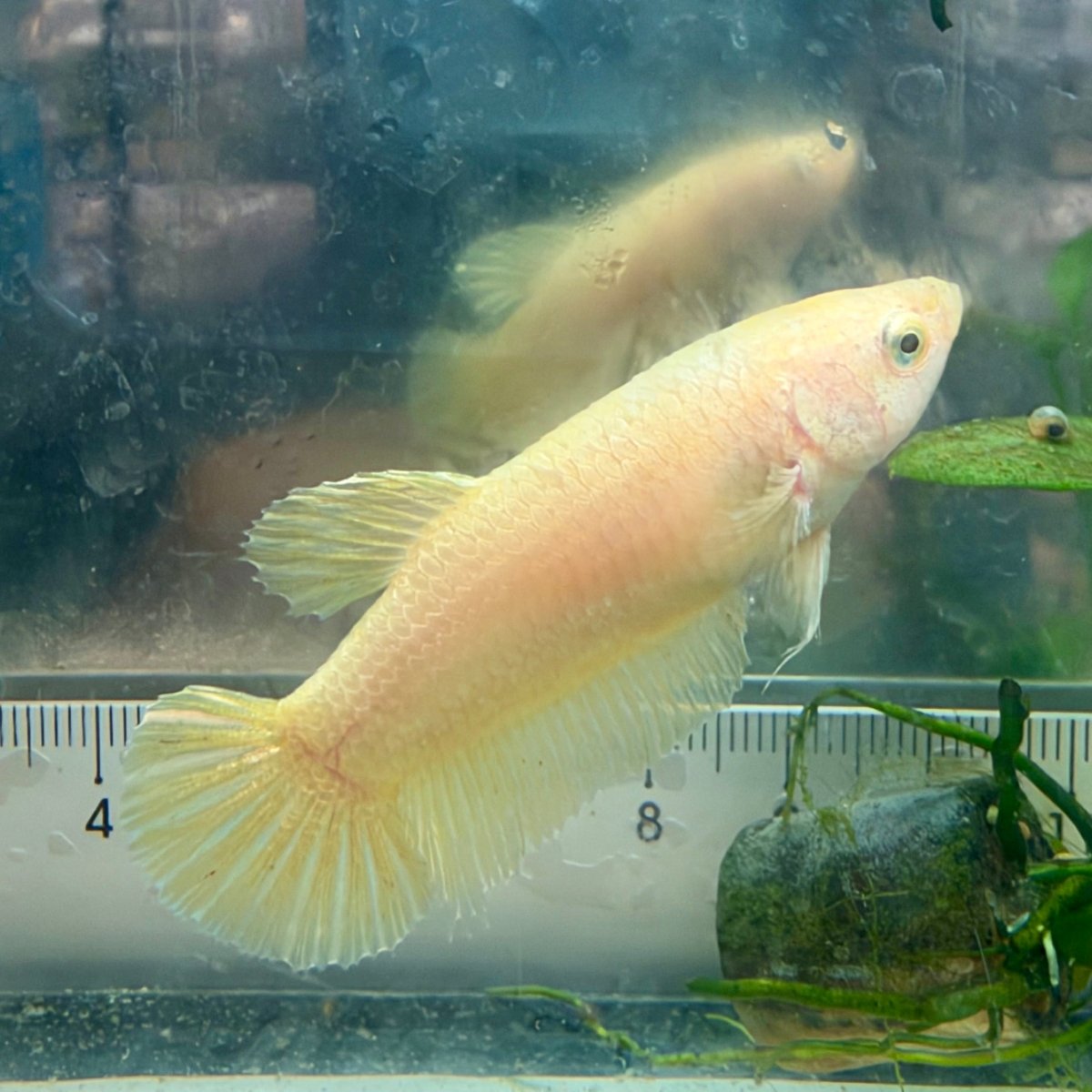 Betta hembra pastel dorado Plakat #Au42