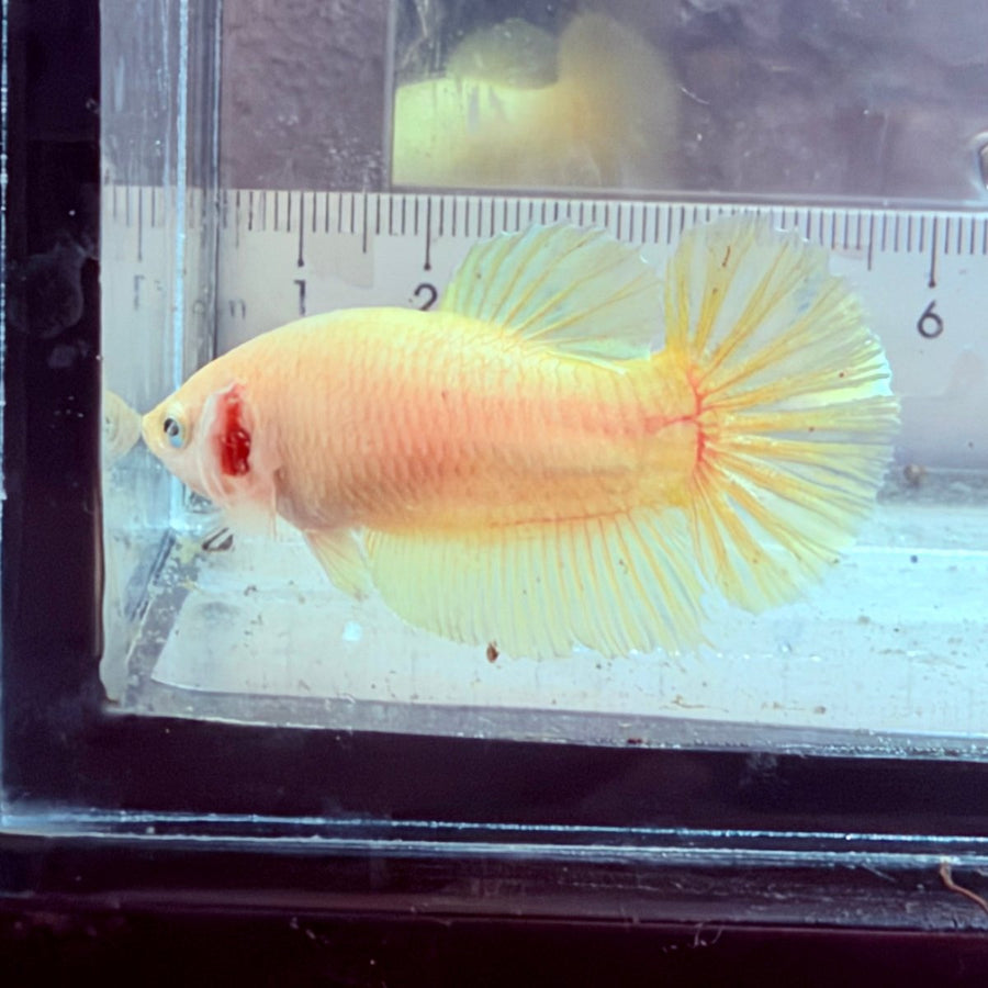 Plakat Gold Pastel Female Betta Live Betta Fish Female betta