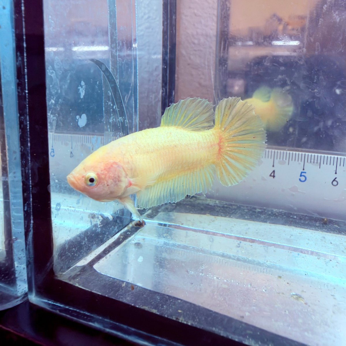 Betta hembra pastel dorado Plakat #Au42