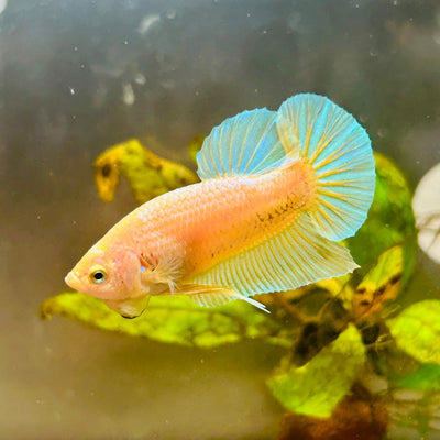 Plakat Gold Pastel Male Betta 027 Live Betta Fish Male betta