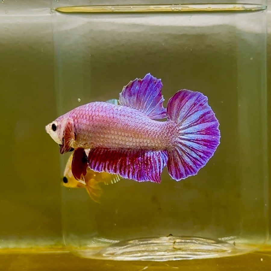 Plakat Gold Purple Male Betta #Oc04 Male betta