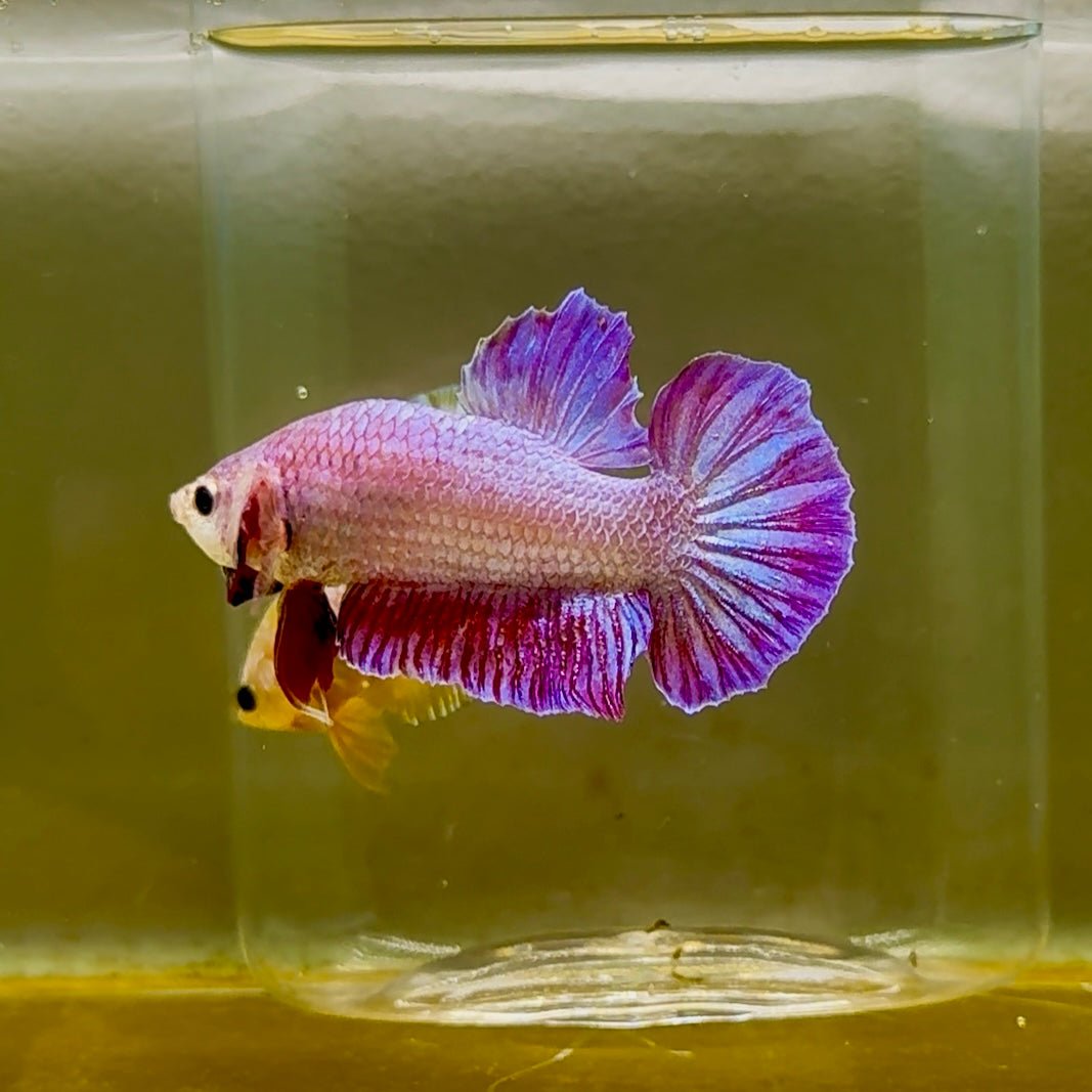 Plakat Gold Purple Male Betta #Oc04