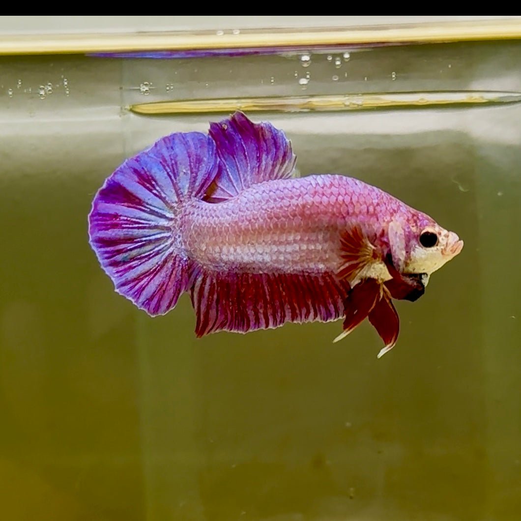 Plakat Gold Purple Male Betta #Oc04