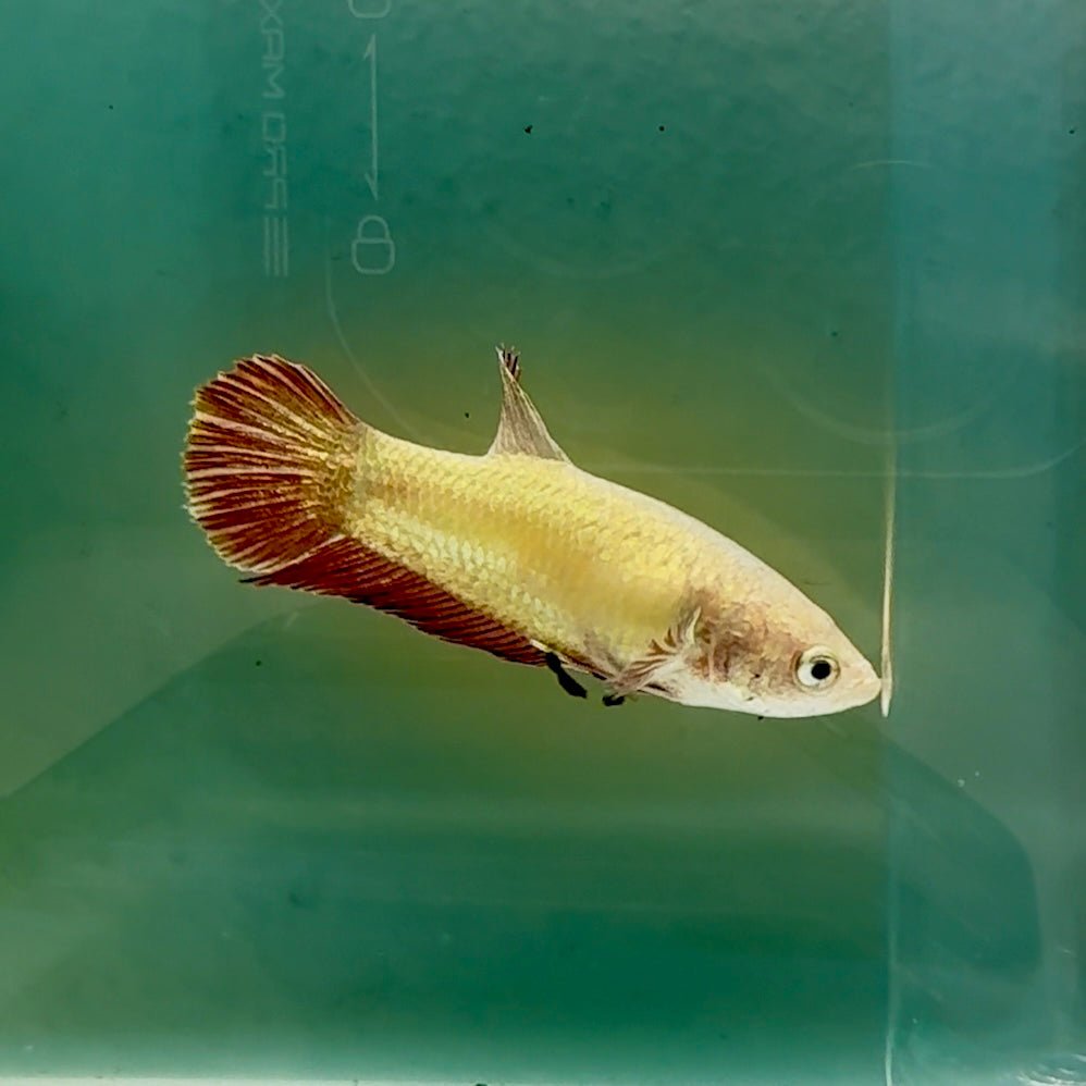 Plakat Gold Rim Female Betta #Oc54