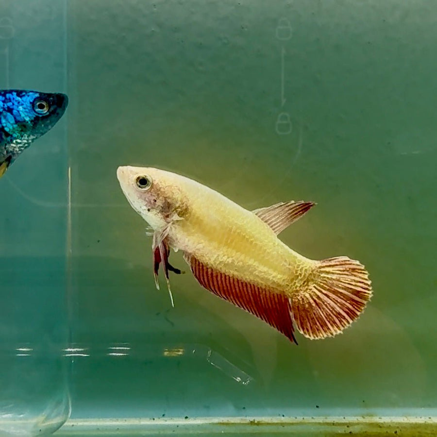 Plakat Gold Rim Female Betta #Oc54 Female betta