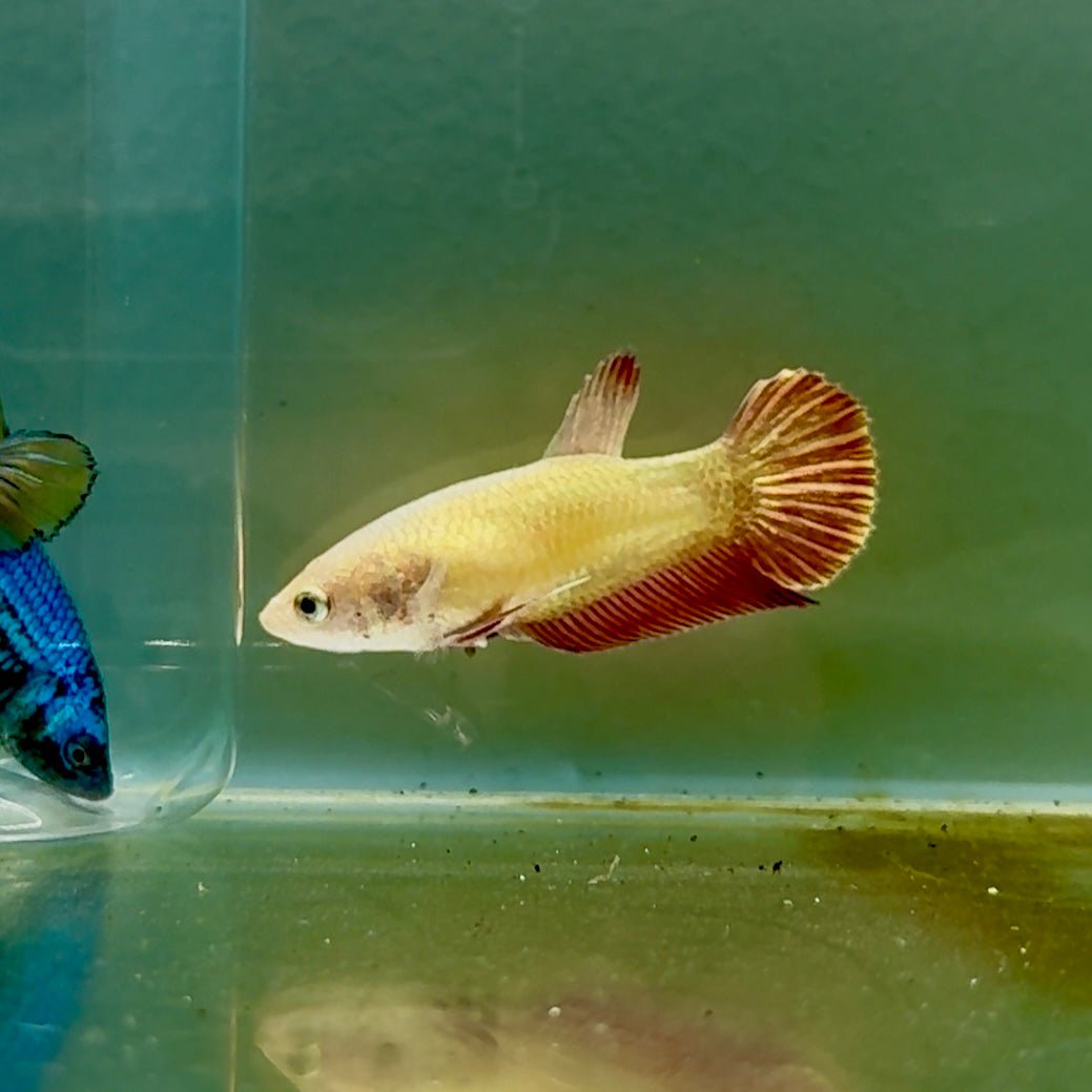 Plakat Gold Rim Female Betta #Oc54