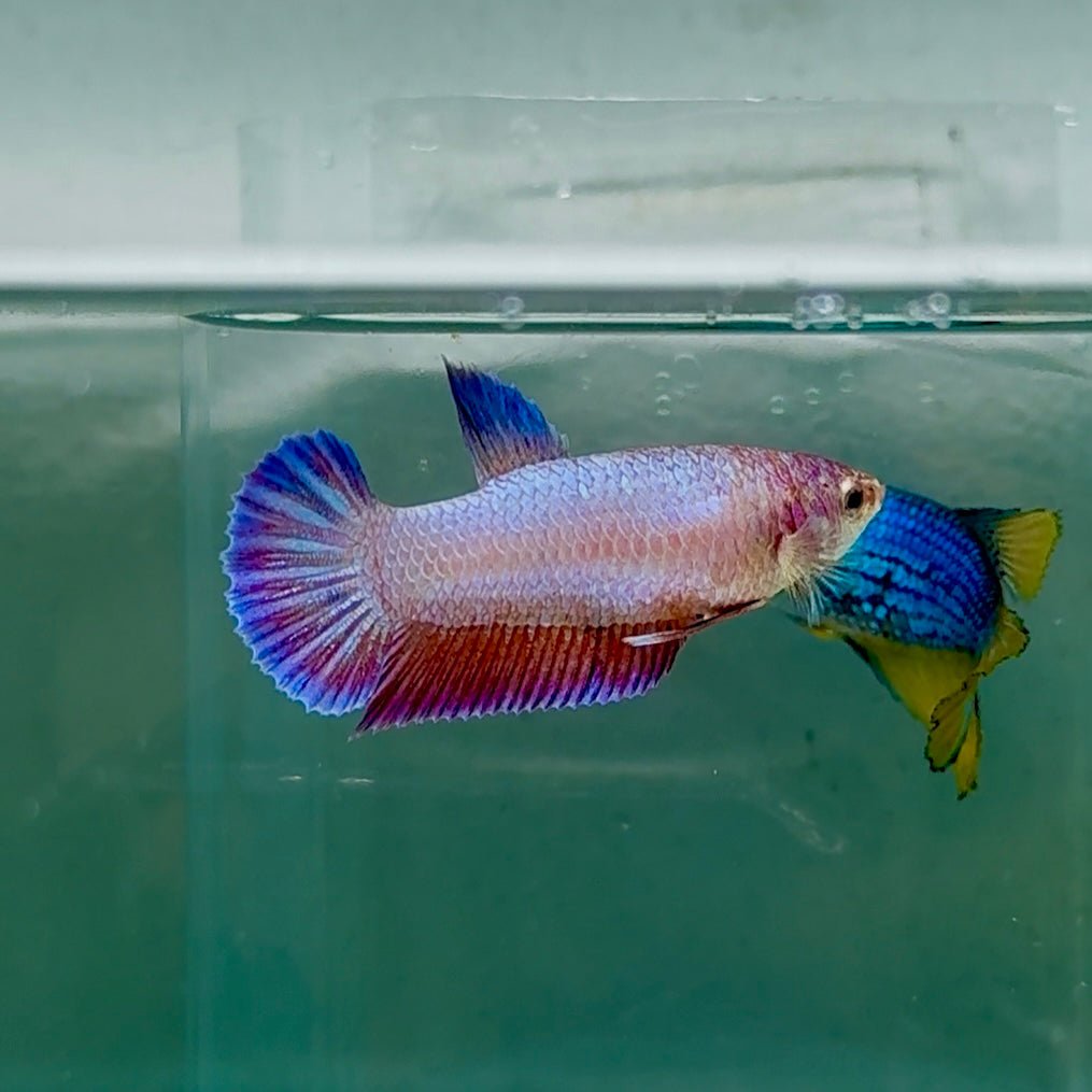 Betta hembra Crowtail Koi multicolor #Au26