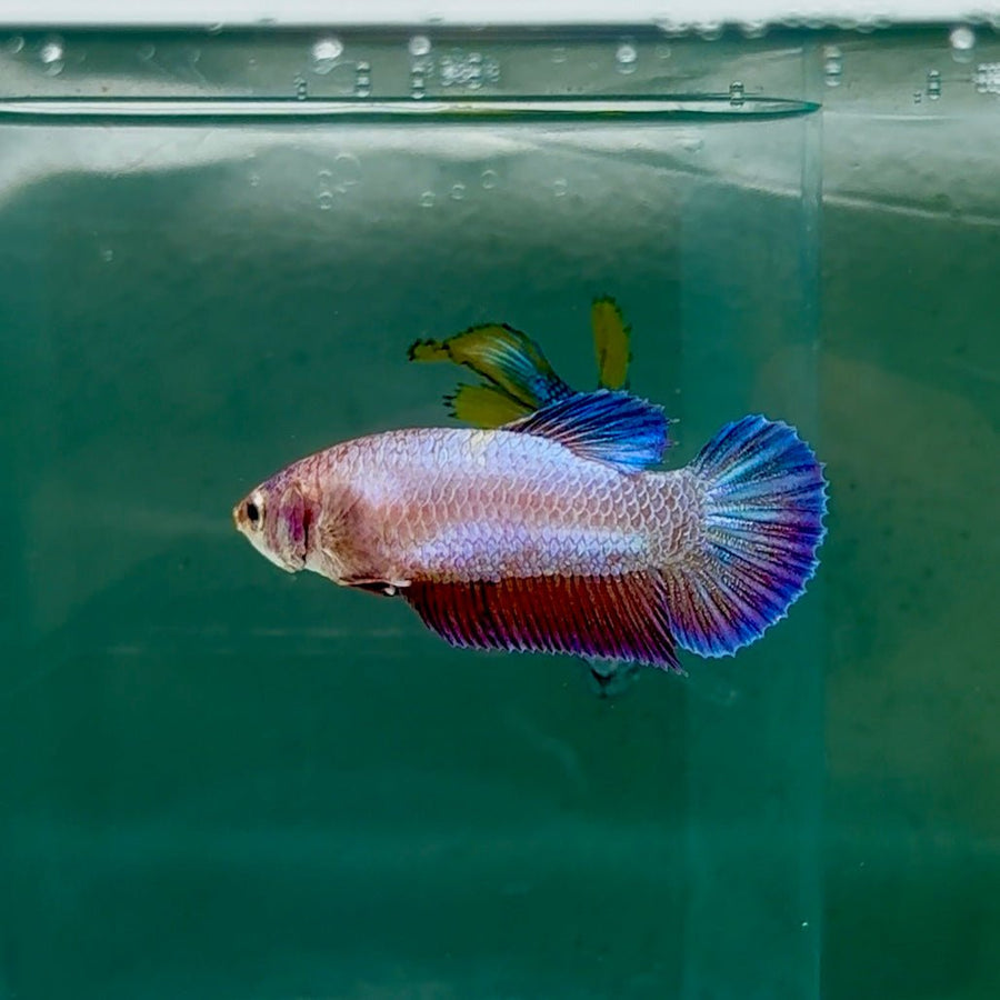 Plakat Gold Rose Female Betta #Oc21 Live Betta Fish Female betta