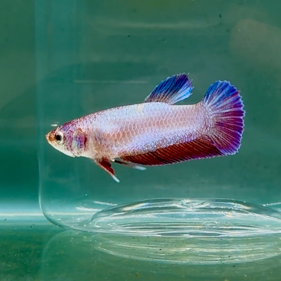 Betta hembra Crowtail Koi multicolor #Au26