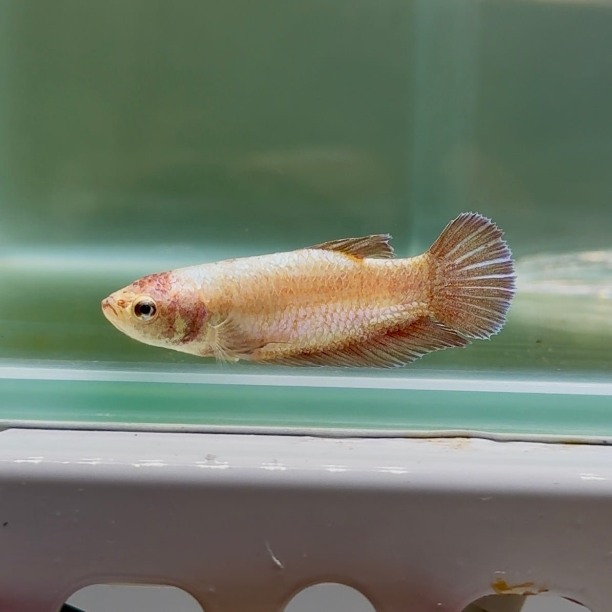 Plakat Gold Rose Female Betta #Oc51