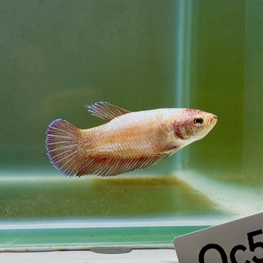 Plakat Gold Rose Female Betta #Oc51 Female betta