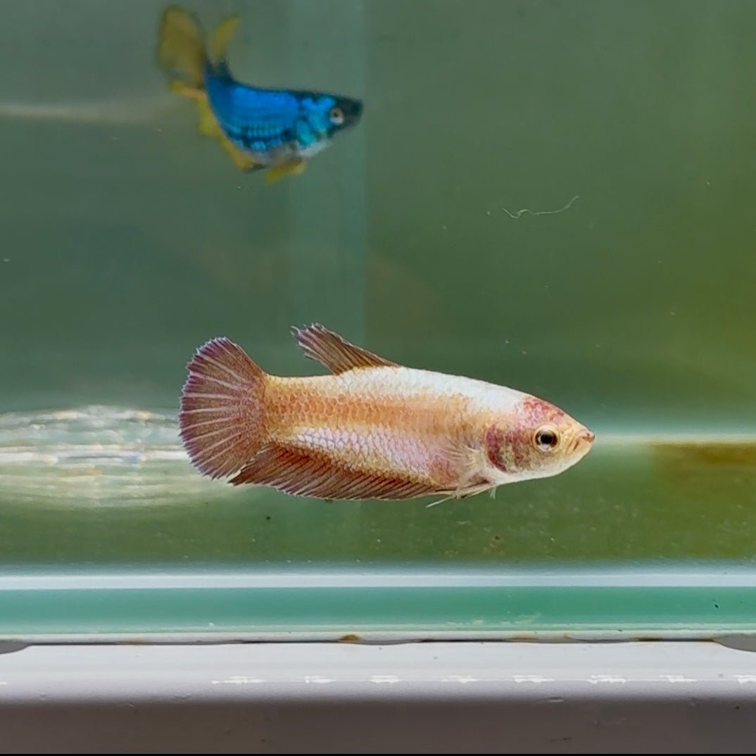 Plakat Gold Rose Female Betta #Oc51