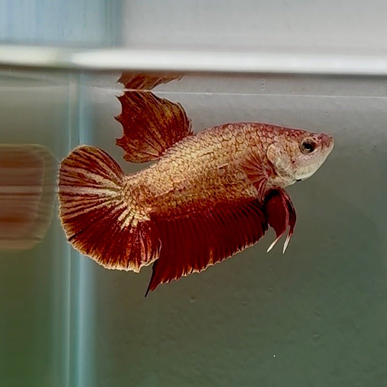 Plakat Gold Rose Male Betta #Oc03