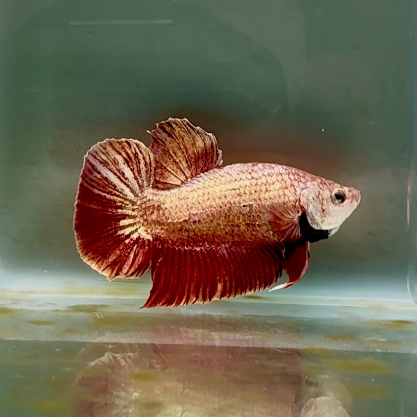 Plakat Gold Rose Male Betta #Oc03 Live Betta Fish Male betta