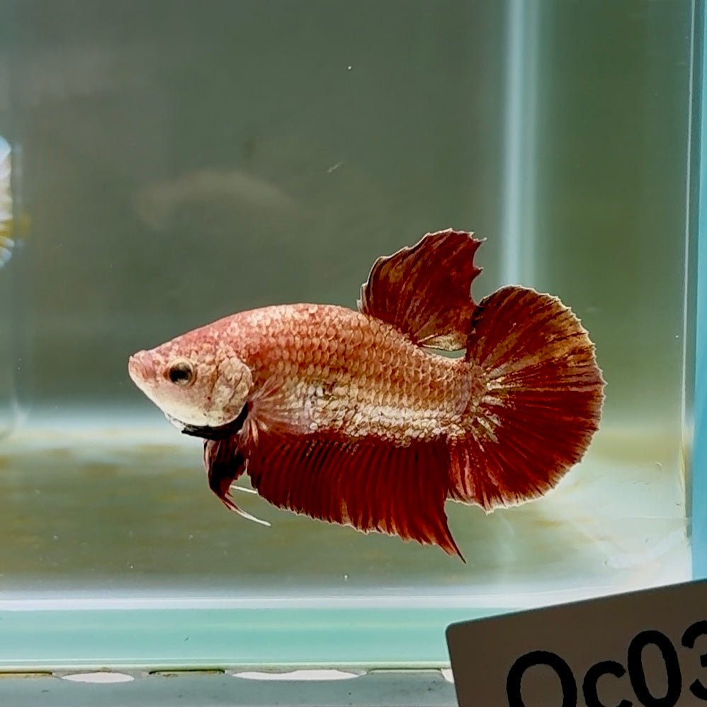 Plakat Gold Rose Male Betta #Oc03