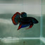 Plakat Green Imbellis Male Betta N114