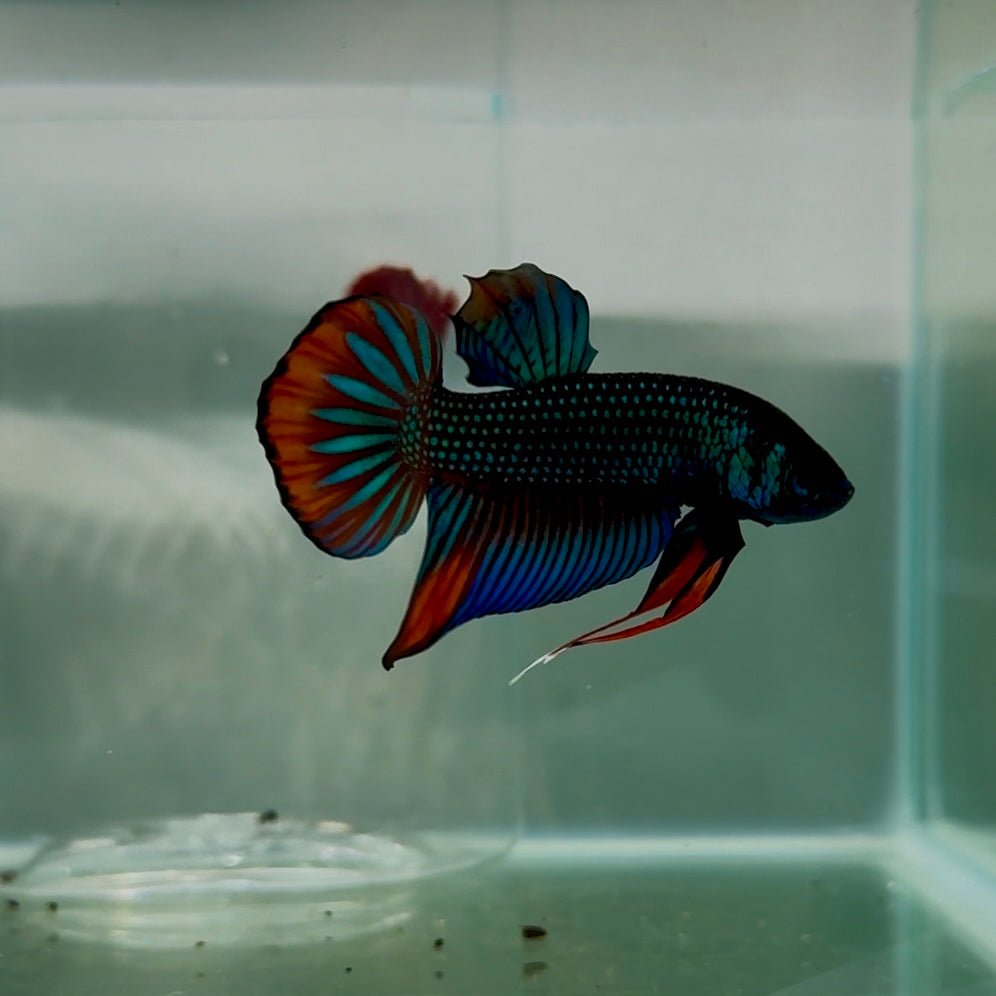 Plakat Green Imbellis Male Betta N114