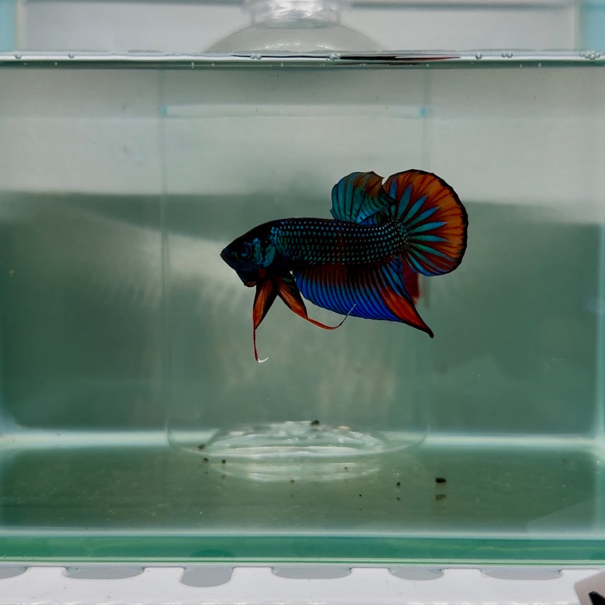 Plakat Green Imbellis Male Betta N114
