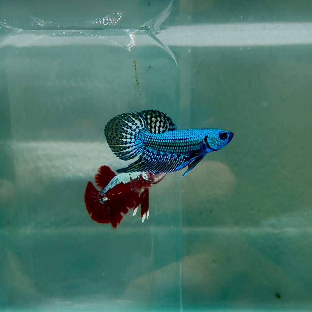 Plakat Green Wild Alien Male Betta N43,N62,N63