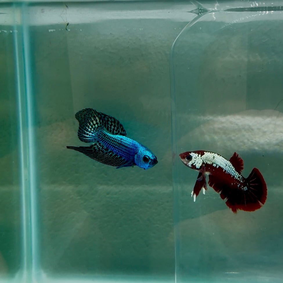 Plakat Green Wild Alien Male Betta N43,N62,N63