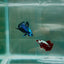 Plakat Green Wild Alien Male Betta N43,N62,N63