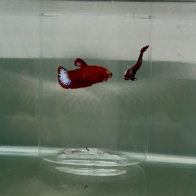 Plakat Hellboy Red Fancy Female Betta N80