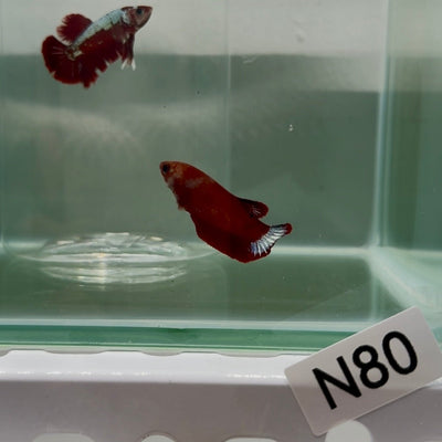 Plakat Hellboy Red Fancy Female Betta N80
