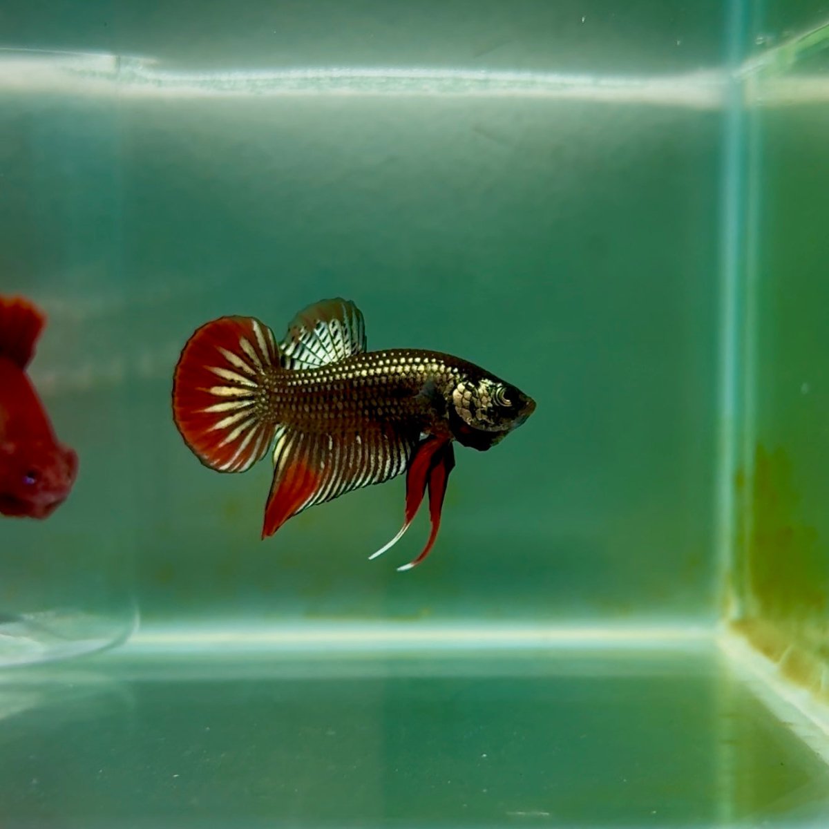 Plakat Imbellis Copper Male Betta M11