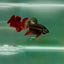 Plakat Imbellis Copper Male Betta M11
