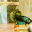 Plakat Imbellis Yellow Green Male Betta M19