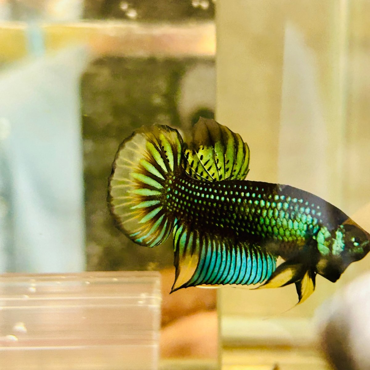 Plakat Imbellis Yellow Green Male Betta #M19