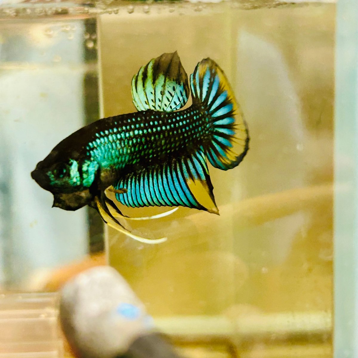 Plakat Imbellis Yellow Green Male Betta #M19